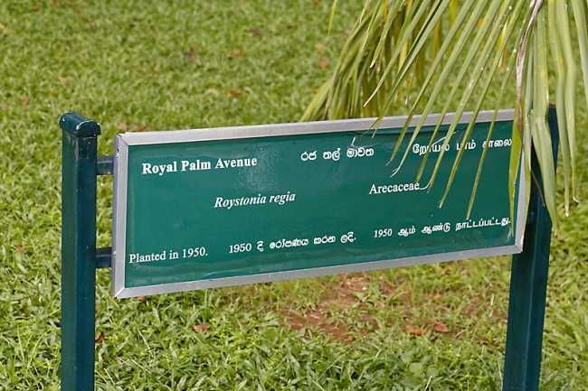 Kandy-Botanical garden-046